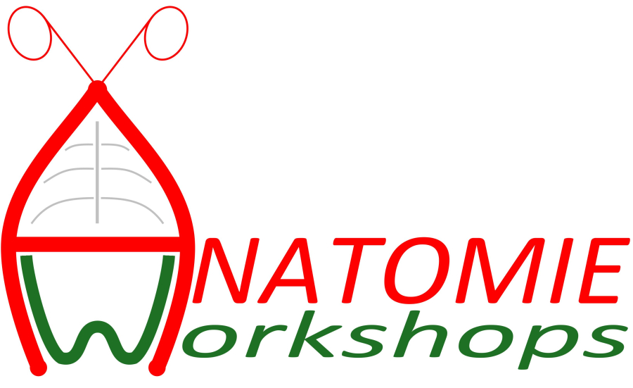 Anatomie workshops Logo gross